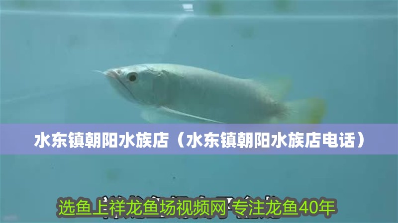 水東鎮朝陽水族店（水東鎮朝陽水族店電話）
