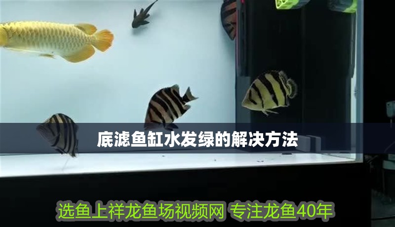 底濾魚缸水發綠的解決方法