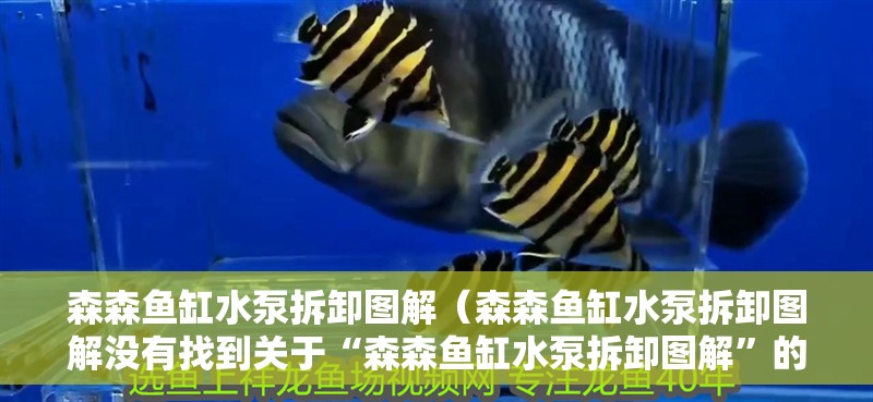 森森魚缸水泵拆卸圖解（森森魚缸水泵拆卸圖解沒有找到關于“森森魚缸水泵拆卸圖解”的直接答案）