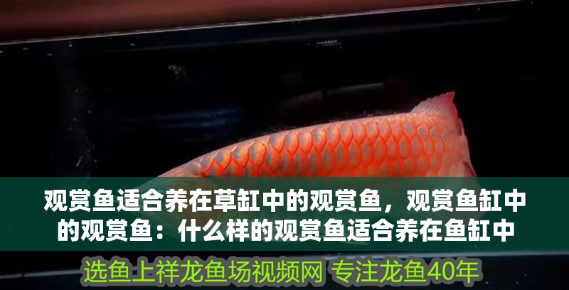 觀賞魚適合養在草缸中的觀賞魚，觀賞魚缸中的觀賞魚：什么樣的觀賞魚適合養在魚缸中