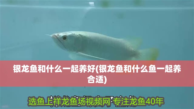 銀龍魚和什么一起養(yǎng)好(銀龍魚和什么魚一起養(yǎng)合適)