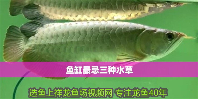 魚缸最忌三種水草