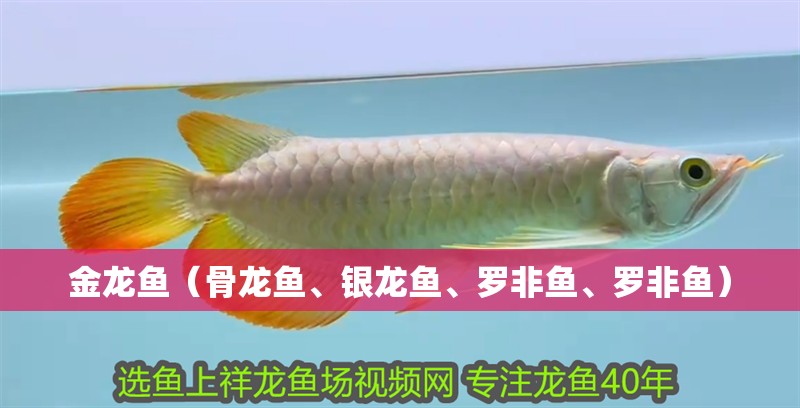 金龍魚（骨龍魚、銀龍魚、羅非魚、羅非魚）
