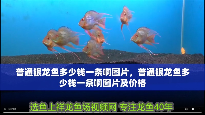 普通銀龍魚多少錢一條啊圖片，普通銀龍魚多少錢一條啊圖片及價格
