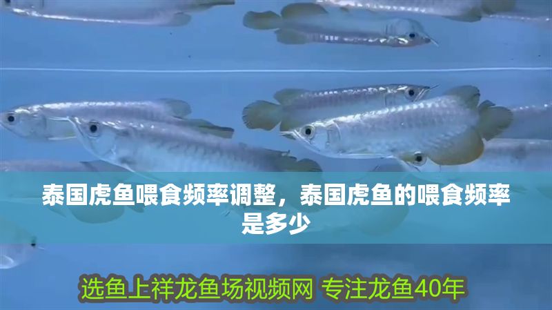 泰國虎魚喂食頻率調整，泰國虎魚的喂食頻率是多少