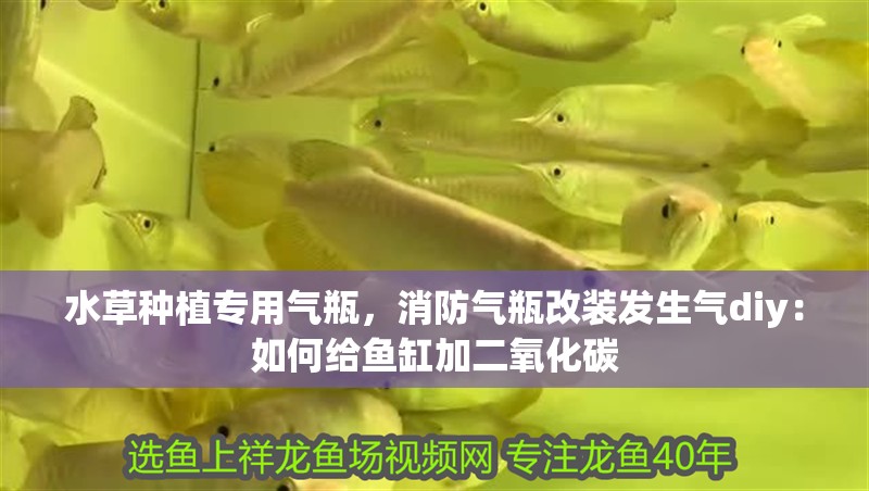 龍魚干蝦有營養嗎 水草種植專用氣瓶,消防氣瓶改裝發生氣diy:如何給魚缸加二氧化碳 魚缸百科 水草種植專用氣瓶,消防氣瓶改裝發生氣diy:如何給魚缸加二氧化碳 水草種植專用氣瓶,消防氣瓶改裝發生氣diy:如何給魚缸加二氧化碳 魚缸百科