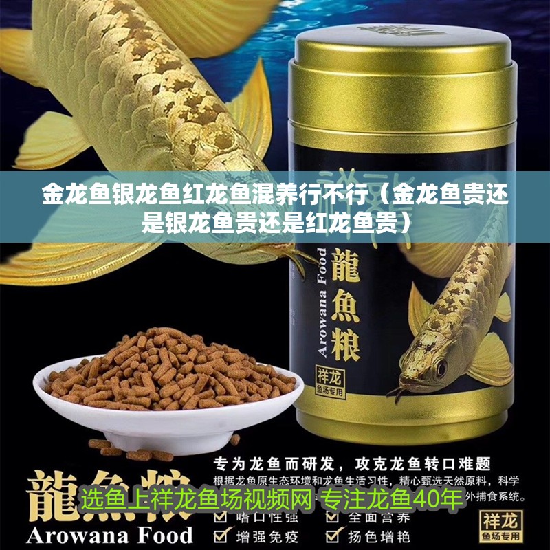金龍魚銀龍魚紅龍魚混養行不行（金龍魚貴還是銀龍魚貴還是紅龍魚貴）