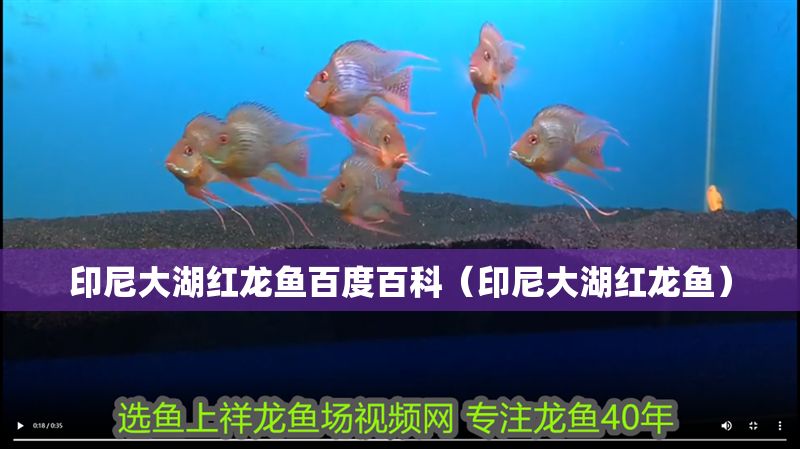 印尼大湖紅龍魚(yú)百度百科（印尼大湖紅龍魚(yú)）