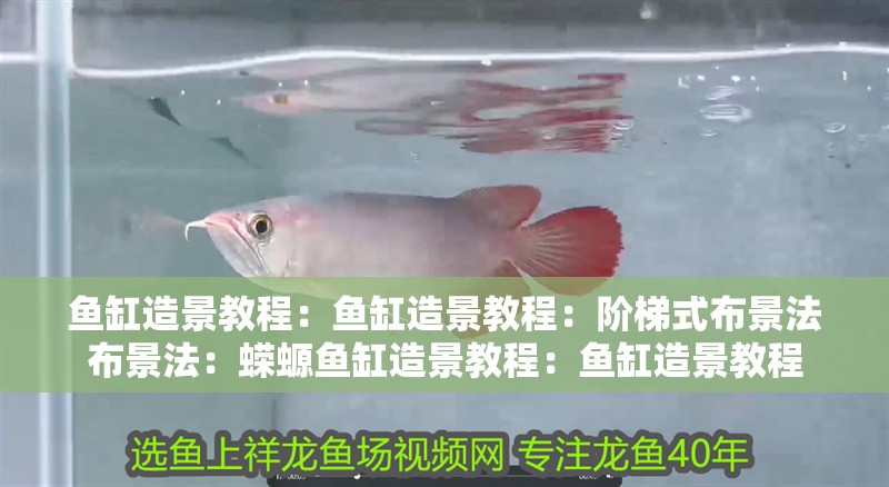 魚缸造景教程：魚缸造景教程：階梯式布景法布景法：蠑螈魚缸造景教程：魚缸造景教程