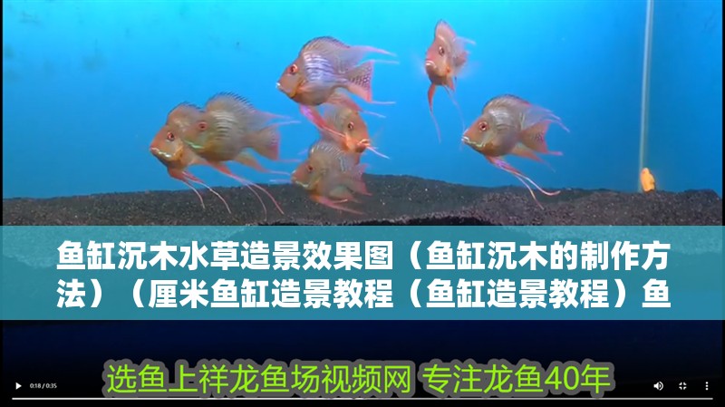 魚缸沉木水草造景效果圖（魚缸沉木的制作方法）（厘米魚缸造景教程（魚缸造景教程）魚缸造景教程）