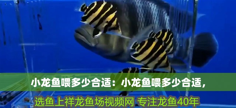 小龍魚喂多少合適：小龍魚喂多少合適，