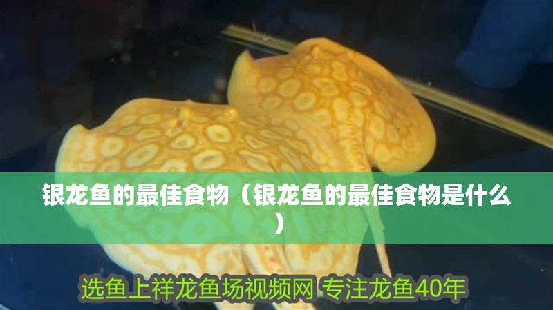 魚缸造景先放沙還是先放水(魚缸造景先鋪沙還是先放石頭) 銀龍魚的最佳食物(銀龍魚的最佳食物是什么) 銀龍魚百科 銀龍魚的最佳食物(銀龍魚的最佳食物是什么) 銀龍魚的最佳食物(銀龍魚的最佳食物是什么) 銀龍魚百科