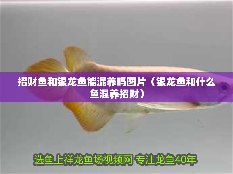 招財(cái)魚(yú)和銀龍魚(yú)能混養(yǎng)嗎圖片（銀龍魚(yú)和什么魚(yú)混養(yǎng)招財(cái)）