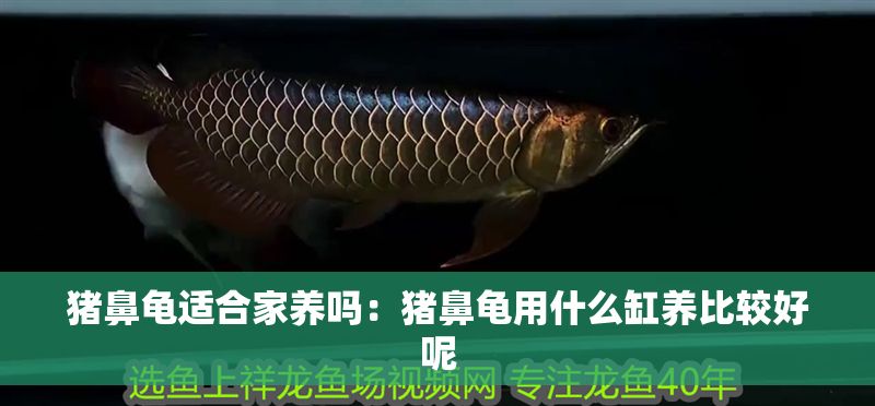 豬鼻龜適合家養嗎：豬鼻龜用什么缸養比較好呢