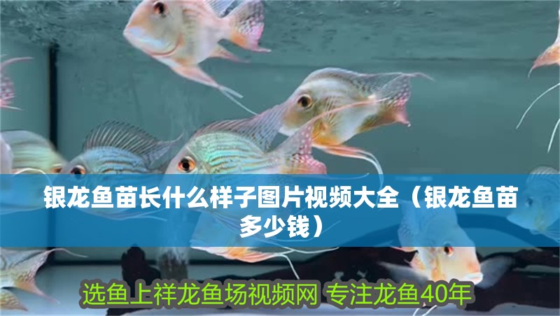銀龍魚苗長什么樣子圖片視頻大全（銀龍魚苗多少錢）