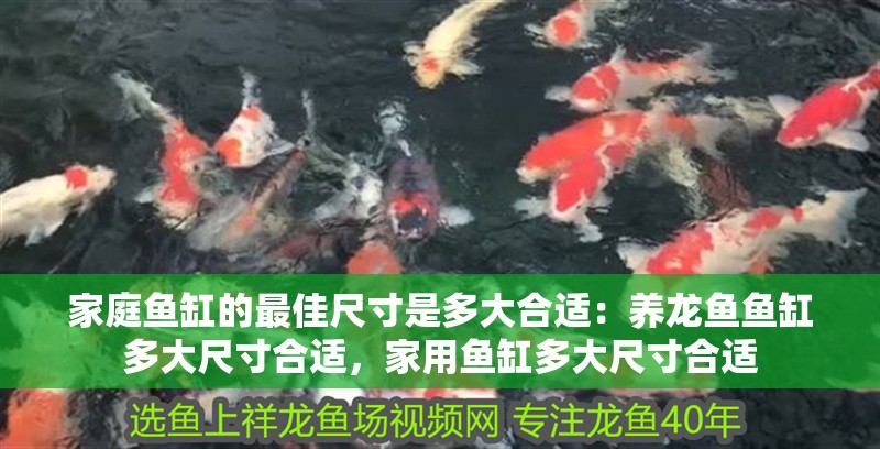 家庭魚缸的最佳尺寸是多大合適：養龍魚魚缸多大尺寸合適，家用魚缸多大尺寸合適