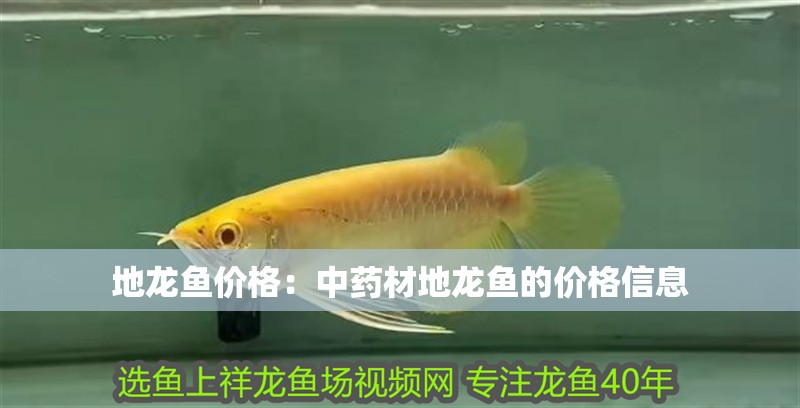 地龍魚價格：中藥材地龍魚的價格信息
