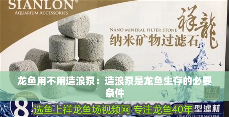 龍魚用不用造浪泵：造浪泵是龍魚生存的必要條件