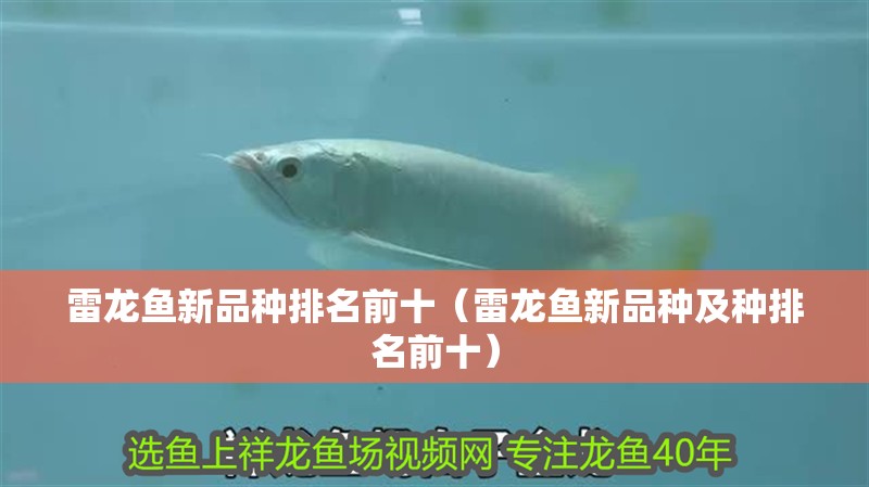 雷龍魚新品種排名前十（雷龍魚新品種及種排名前十） 雷龍魚新品種排名前十（雷龍魚新品種及種排名前十） 龍魚百科