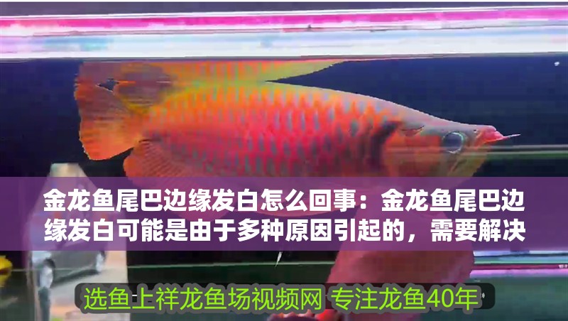 金龍魚尾巴邊緣發(fā)白怎么回事：金龍魚尾巴邊緣發(fā)白可能是由于多種原因引起的，需要解決方案