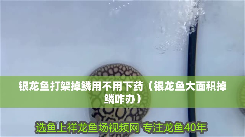 銀龍魚打架掉鱗用不用下藥（銀龍魚大面積掉鱗咋辦）