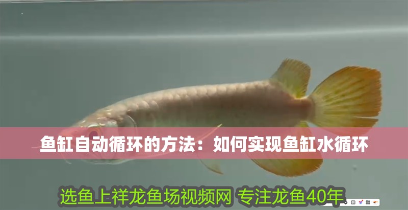 魚缸自動循環的方法：如何實現魚缸水循環