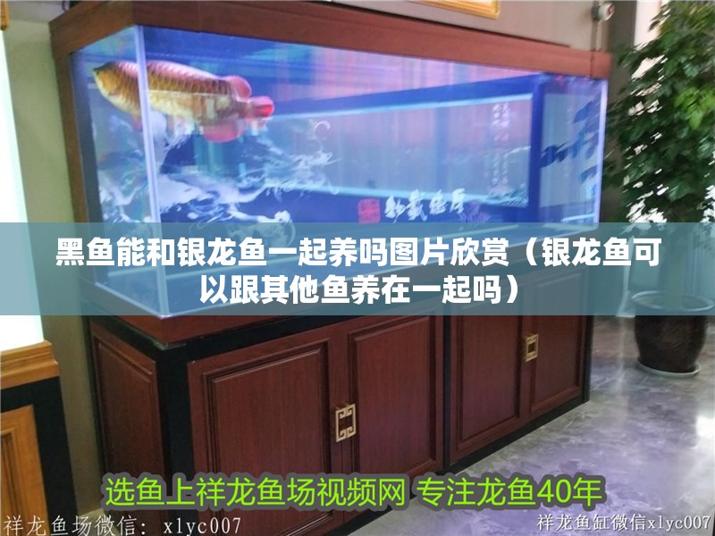 黑魚能和銀龍魚一起養嗎圖片欣賞（銀龍魚可以跟其他魚養在一起嗎）