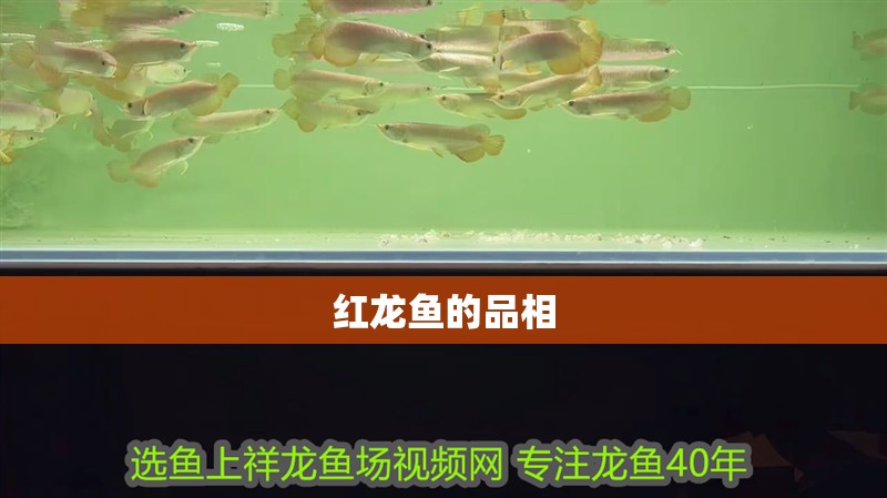 紅龍魚的品相