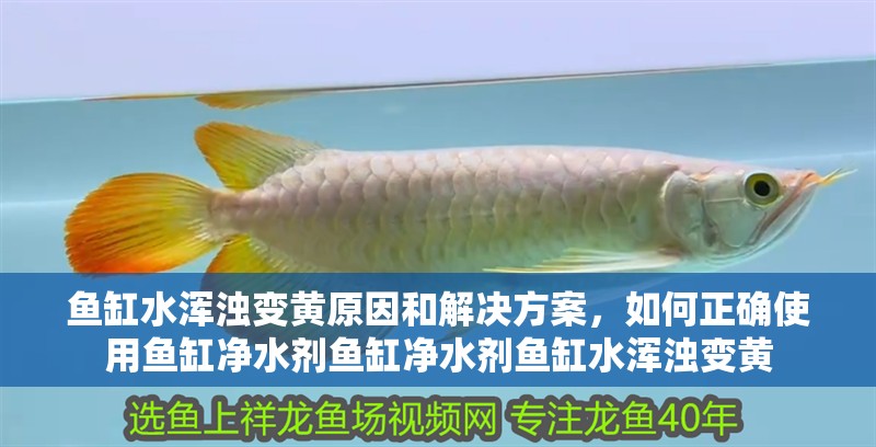 魚缸水渾濁變黃原因和解決方案，如何正確使用魚缸凈水劑魚缸凈水劑魚缸水渾濁變黃