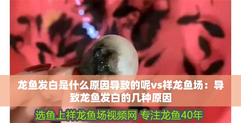 龍魚發白是什么原因導致的呢vs祥龍魚場：導致龍魚發白的幾種原因