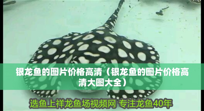 銀龍魚的圖片價格高清（銀龍魚的圖片價格高清大圖大全）