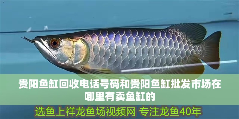 貴陽(yáng)魚缸回收電話號(hào)碼和貴陽(yáng)魚缸批發(fā)市場(chǎng)在哪里有賣魚缸的