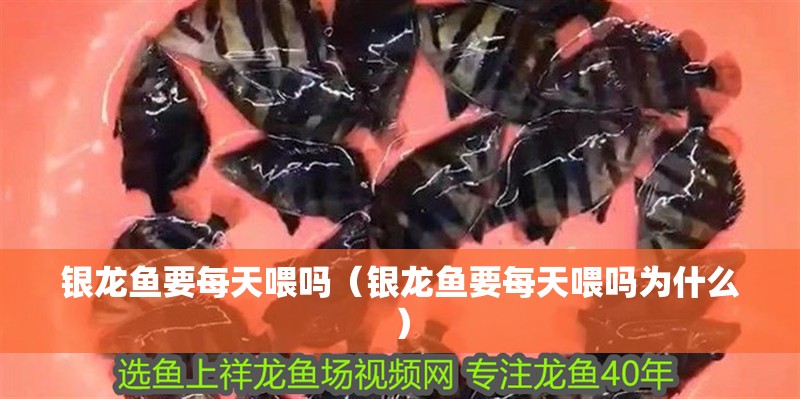 銀龍魚要每天喂嗎（銀龍魚要每天喂嗎為什么）