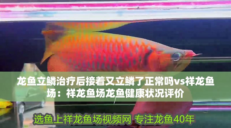 龍魚立鱗治療后接著又立鱗了正常嗎vs祥龍魚場：祥龍魚場龍魚健康狀況評價 龍魚立鱗治療后接著又立鱗了正常嗎vs祥龍魚場：祥龍魚場龍魚健康狀況評價 vs祥龍魚場 第2張