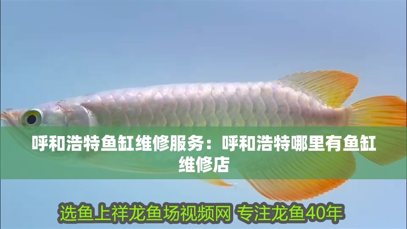 呼和浩特魚缸維修服務(wù)：呼和浩特哪里有魚缸維修店