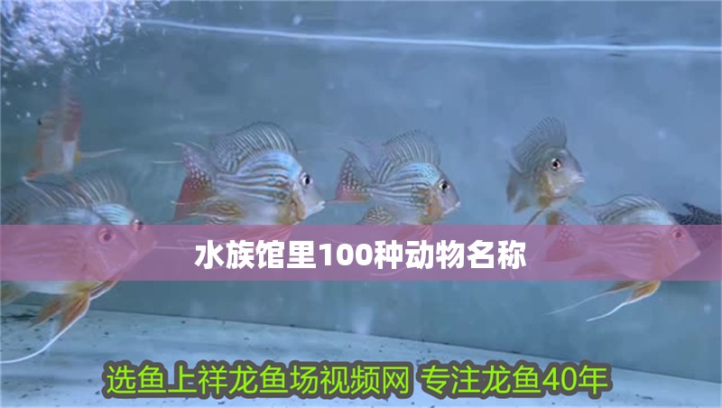 水族館里100種動物名稱