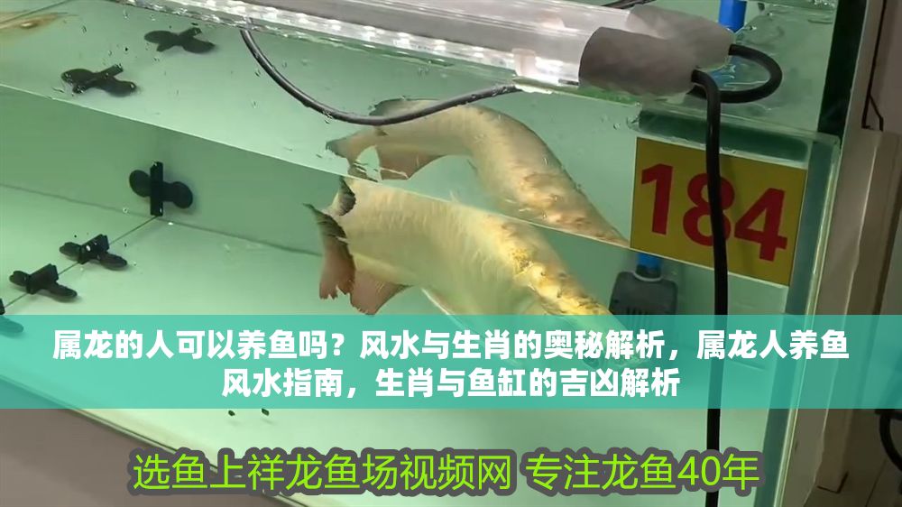 屬龍的人可以養魚嗎？風水與生肖的奧秘解析，屬龍人養魚風水指南，生肖與魚缸的吉兇解析