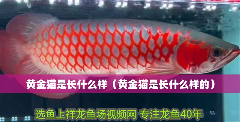 黃金貓是長(zhǎng)什么樣（黃金貓是長(zhǎng)什么樣的）