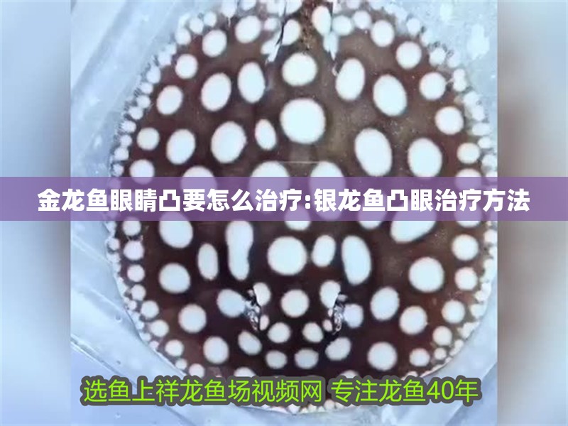 金龍魚眼睛凸要怎么治療:銀龍魚凸眼治療方法