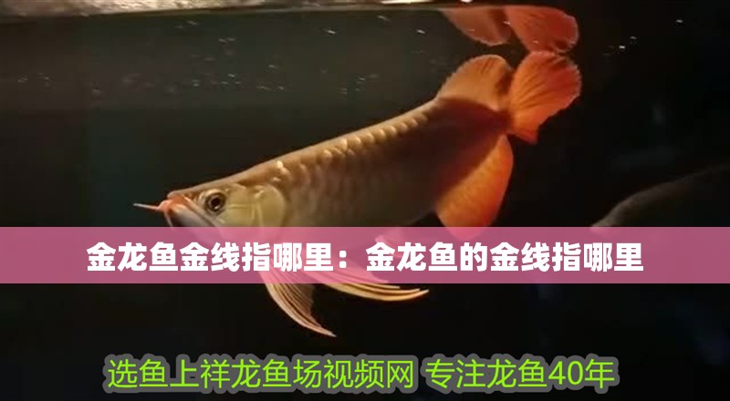 金龍魚金線指哪里：金龍魚的金線指哪里