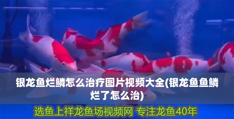 銀龍魚爛鱗怎么治療圖片視頻大全(銀龍魚魚鱗爛了怎么治)