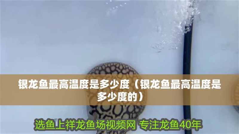 銀龍魚最高溫度是多少度（銀龍魚最高溫度是多少度的）