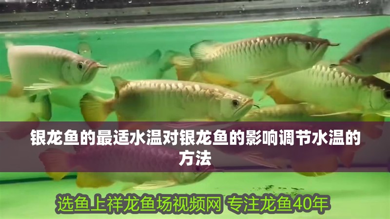 給大魚(yú)缸換水的作文:體驗(yàn)給大魚(yú)缸換水的樂(lè)趣:體驗(yàn)給大魚(yú)缸換水:給大魚(yú)缸換水的作文 銀龍魚(yú)的最適水溫對(duì)銀龍魚(yú)的影響調(diào)節(jié)水溫的方法 銀龍魚(yú)百科 銀龍魚(yú)的最適水溫對(duì)銀龍魚(yú)的影響調(diào)節(jié)水溫的方法 銀龍魚(yú)的最適水溫對(duì)銀龍魚(yú)的影響調(diào)節(jié)水溫的方法 銀龍魚(yú)百科