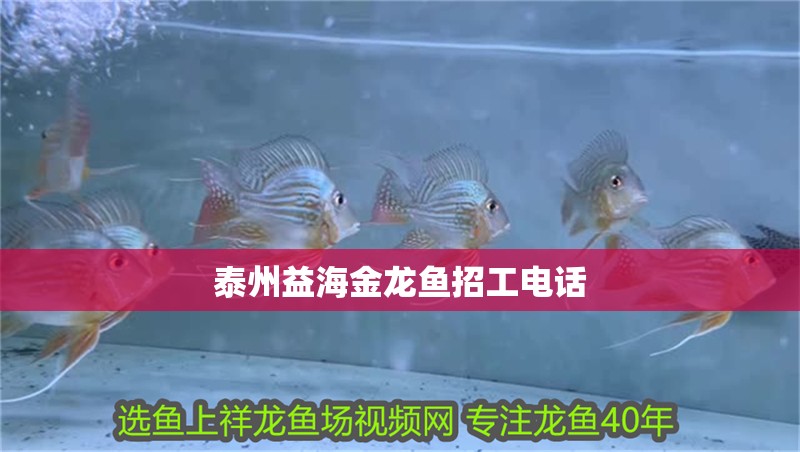 泰州益海金龍魚招工電話 泰州益海金龍魚招工電話 龍魚百科