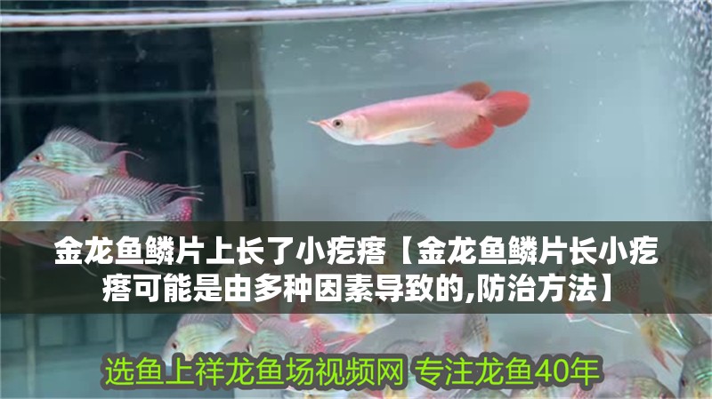 金龍魚鱗片上長了小疙瘩【金龍魚鱗片長小疙瘩可能是由多種因素導(dǎo)致的,防治方法】