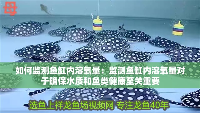 如何監(jiān)測魚缸內(nèi)溶氧量：監(jiān)測魚缸內(nèi)溶氧量對于確保水質(zhì)和魚類健康至關(guān)重要