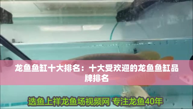 龍魚魚缸十大排名：十大受歡迎的龍魚魚缸品牌排名 龍魚魚缸十大排名：十大受歡迎的龍魚魚缸品牌排名 魚缸百科