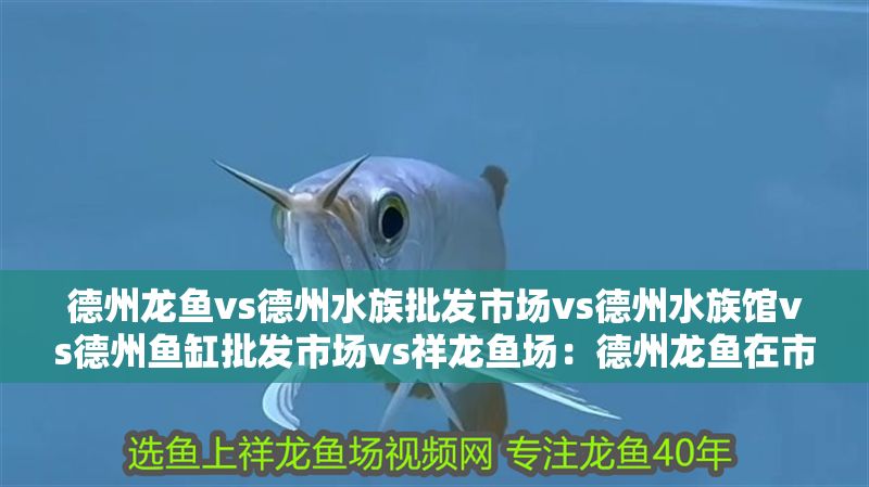 德州龍魚vs德州水族批發(fā)市場vs德州水族館vs德州魚缸批發(fā)市場vs祥龍魚場：德州龍魚在市場中的地位與作用