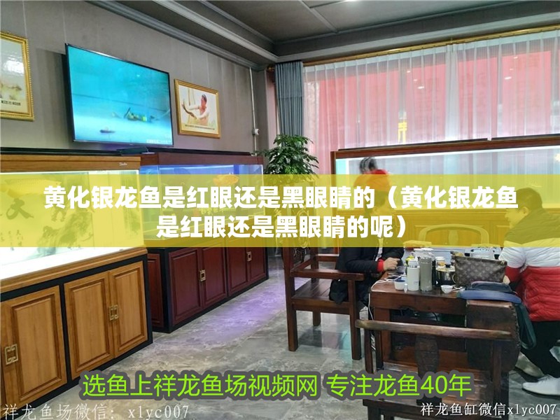 黃化銀龍魚是紅眼還是黑眼睛的（黃化銀龍魚是紅眼還是黑眼睛的呢） 黃化銀龍魚是紅眼還是黑眼睛的（黃化銀龍魚是紅眼還是黑眼睛的呢） 銀龍魚百科