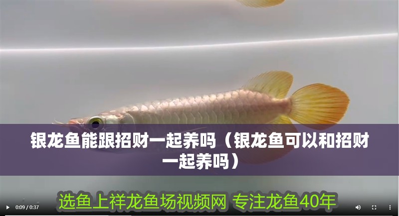 銀龍魚能跟招財一起養嗎（銀龍魚可以和招財一起養嗎）